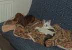 Speedy Gonzles n nejrychlej kocour