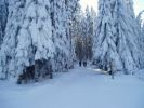 Sumava im Winter